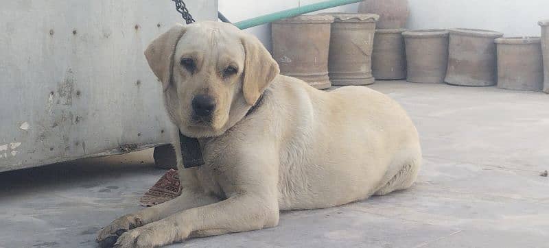 Labrador Female 2