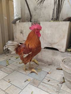 selling my desi  hen and roster