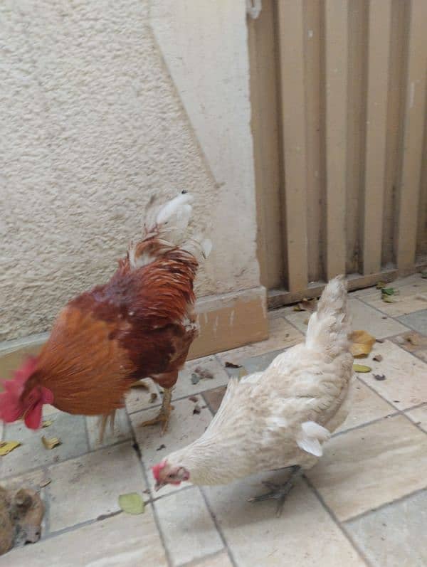 selling my desi  hen and roster 1