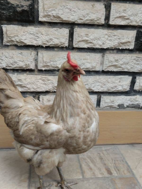 selling my desi  hen and roster 2