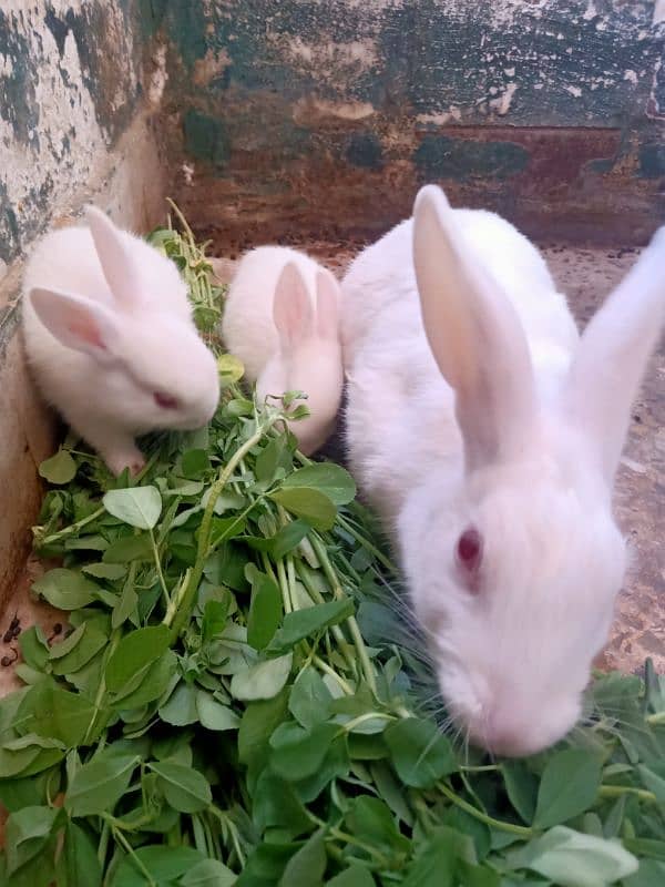 Female rabbit with 2 baby bunnies 0