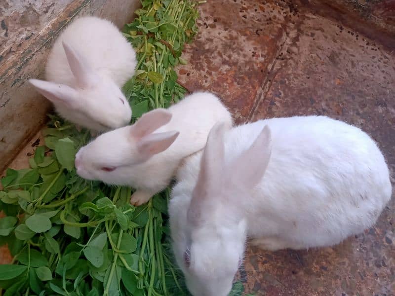 Female rabbit with 2 baby bunnies 1