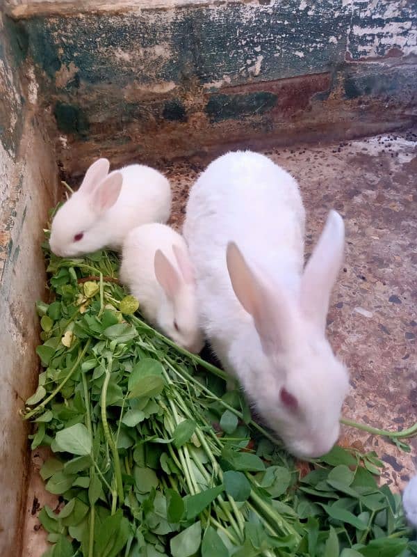 Female rabbit with 2 baby bunnies 2