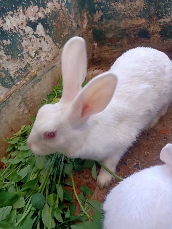 Female rabbit with 2 baby bunnies 3