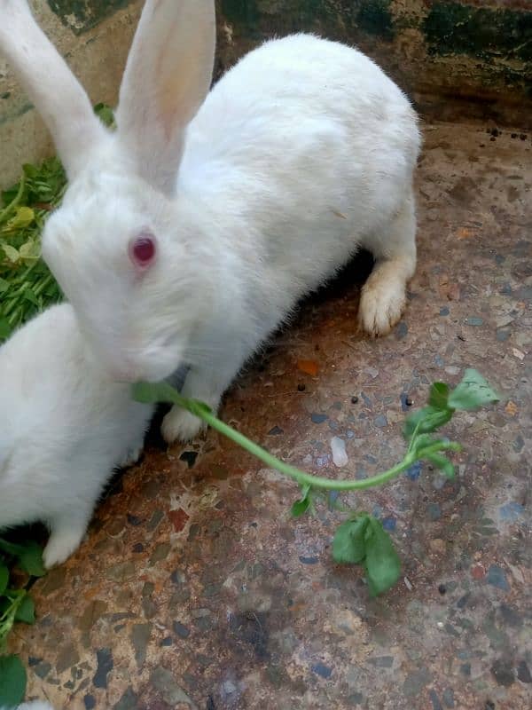 Female rabbit with 2 baby bunnies 4