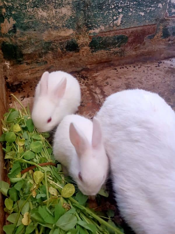 Female rabbit with 2 baby bunnies 5