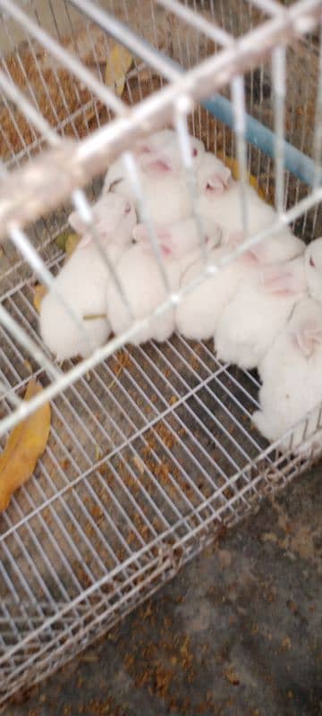 Rabbit Babies for sale 0