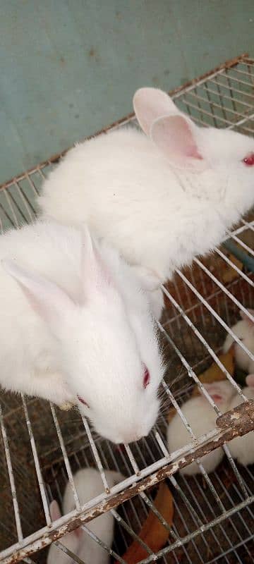 Rabbit Babies for sale 1