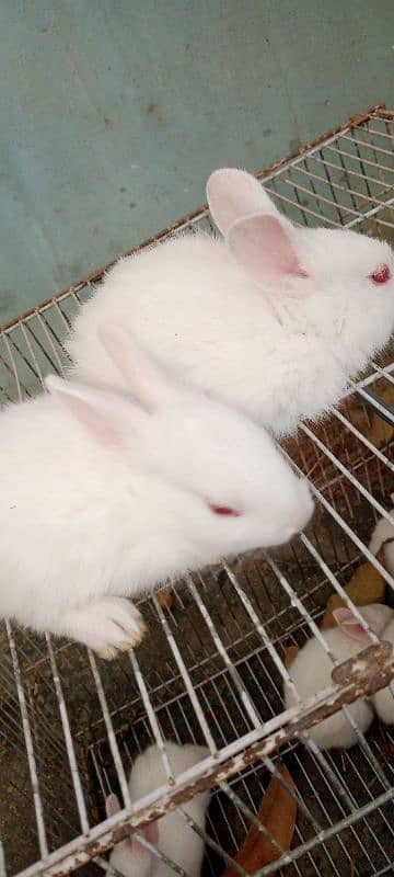 Rabbit Babies for sale 2