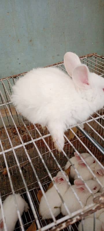 Rabbit Babies for sale 3