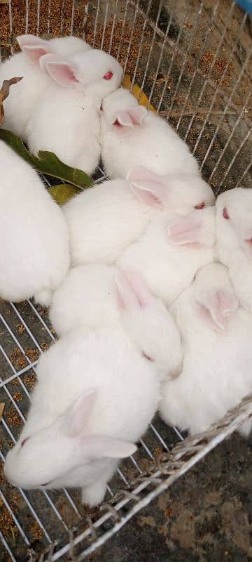 Rabbit Babies for sale 4