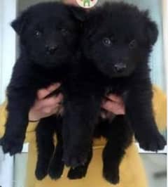 Black German Shepherd Puppies | German Shepherd Long Coat pair