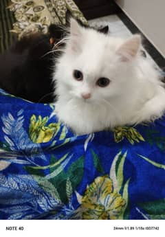 Fancy Persian cat for sale