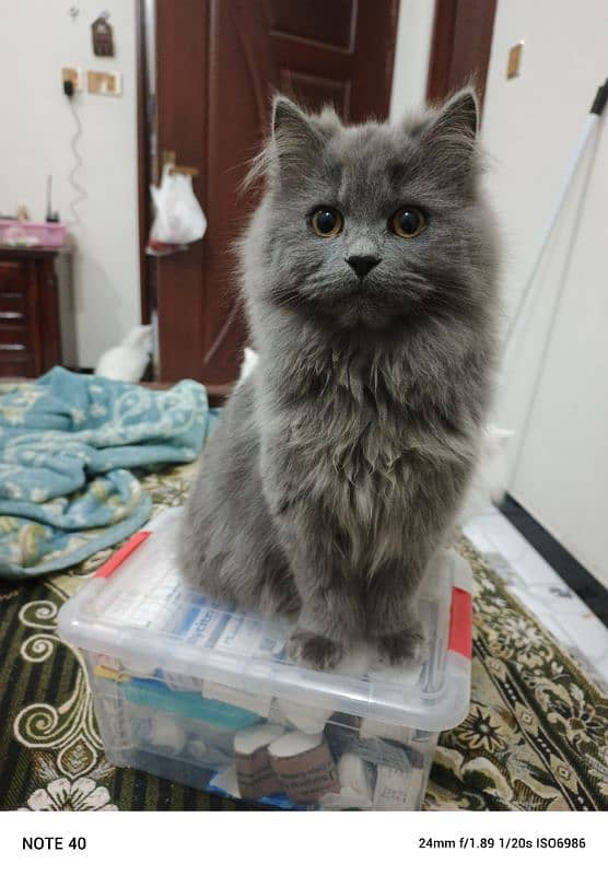 Fancy Persian cat for sale 1