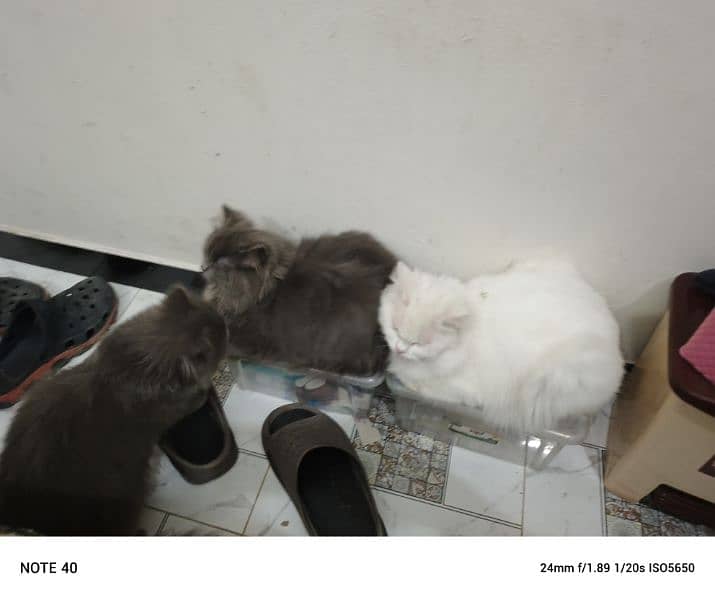 Fancy Persian cat for sale 2