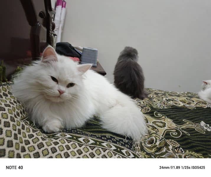 Fancy Persian cat for sale 3