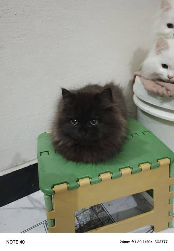 Fancy Persian cat for sale 4