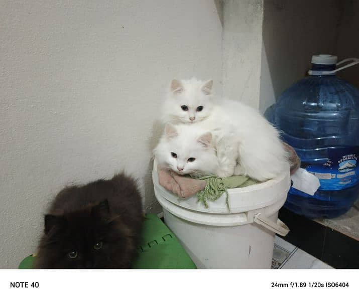 Fancy Persian cat for sale 5