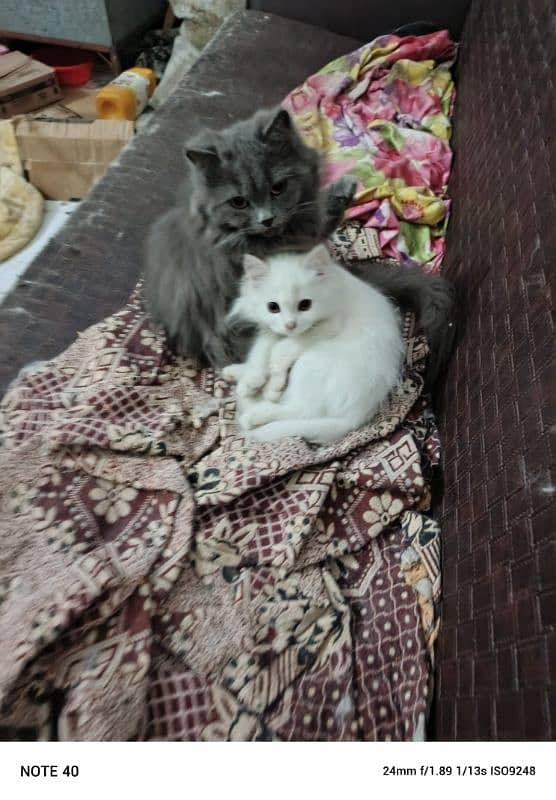 Fancy Persian cat for sale 6