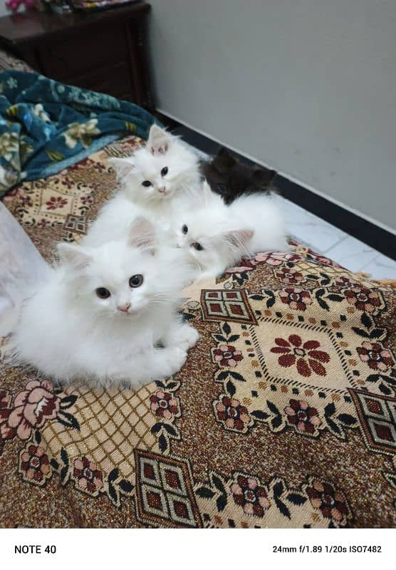 Fancy Persian cat for sale 7