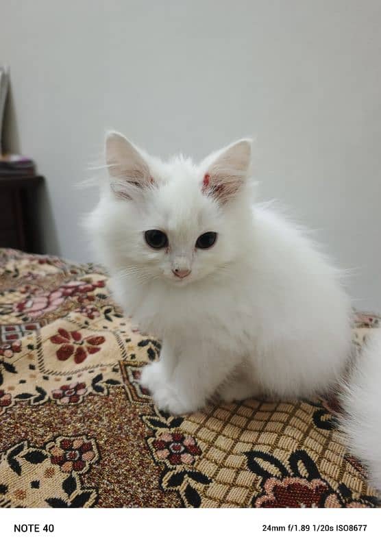 Fancy Persian cat for sale 8