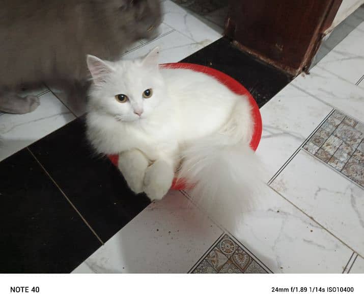 Fancy Persian cat for sale 9