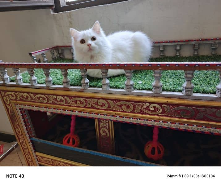 Fancy Persian cat for sale 10