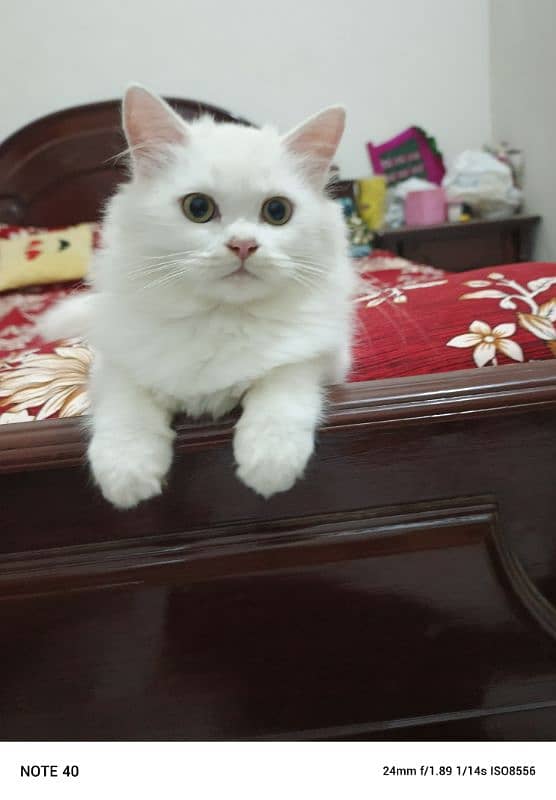 Fancy Persian cat for sale 11