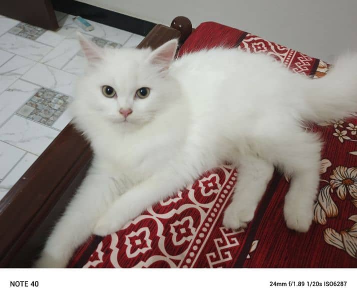 Fancy Persian cat for sale 12