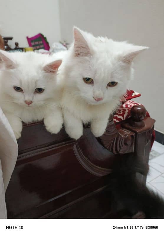 Fancy Persian cat for sale 13