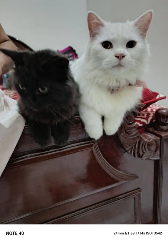 Fancy Persian cat for sale 14