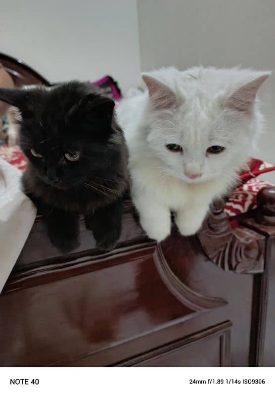 Fancy Persian cat for sale 15