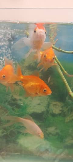 Goldfish with aquarium