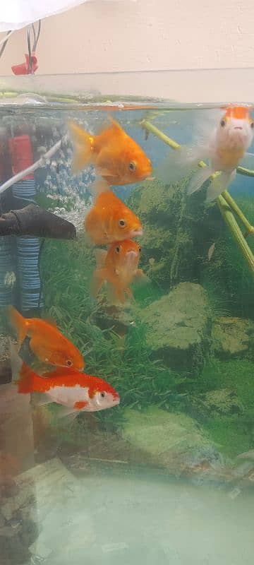 Goldfish with aquarium 1