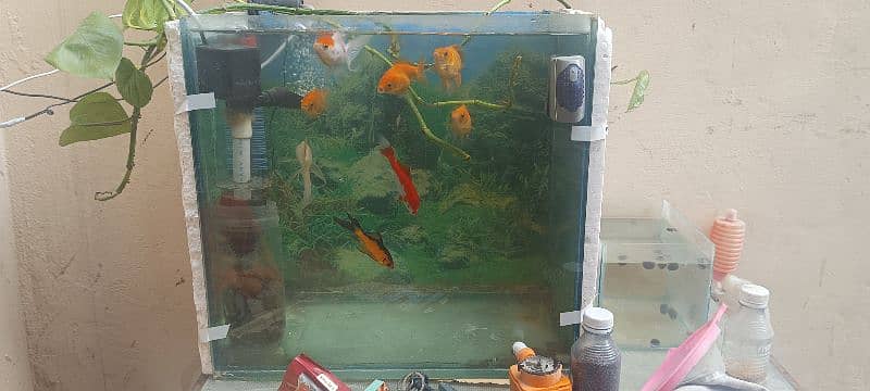 Goldfish with aquarium 2