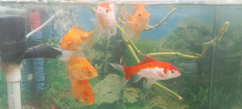 Goldfish with aquarium 3