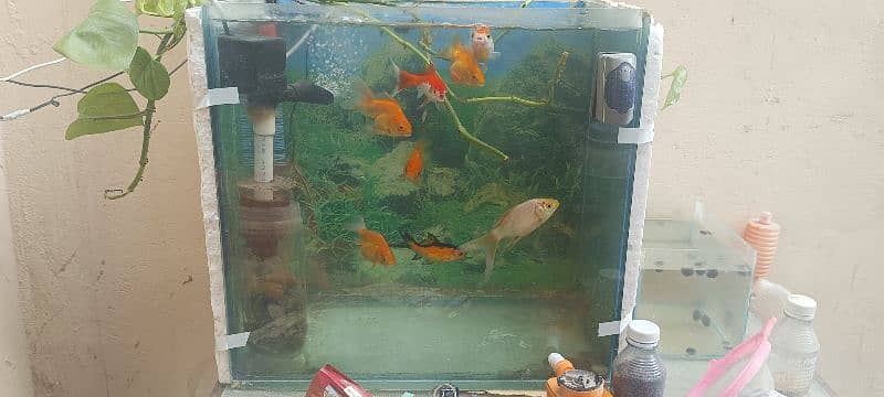 Goldfish with aquarium 4