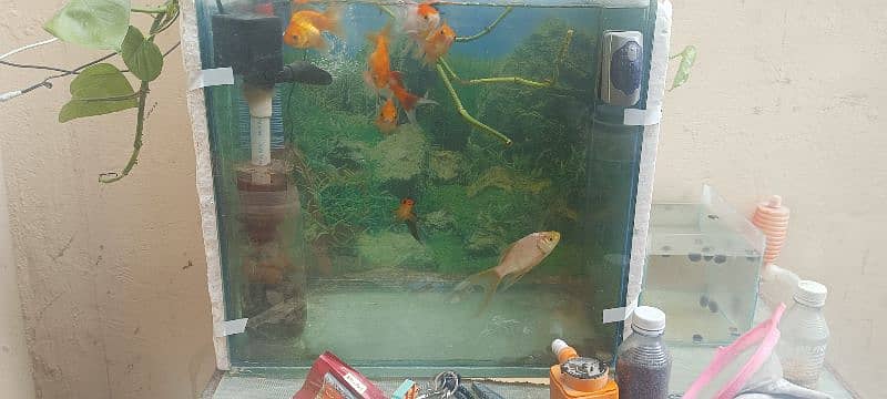 Goldfish with aquarium 5