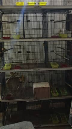 love bird cages available