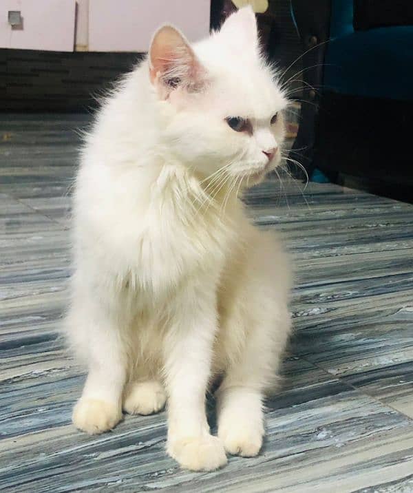 double coated Russian cat available hai 1