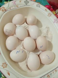 Heera eggs available