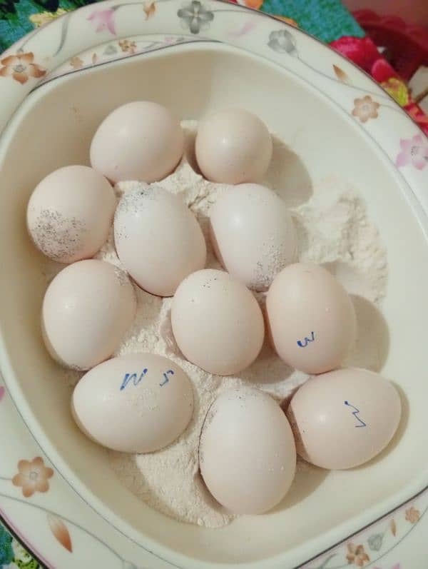 Heera eggs available 0