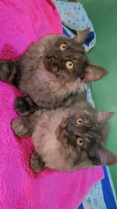 Persian Kittens Pair Triple Coated