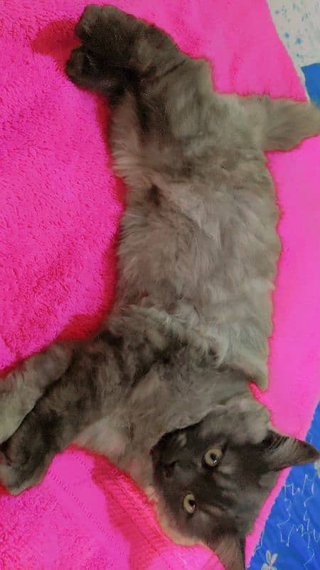 Persian Kittens Pair Triple Coated 3