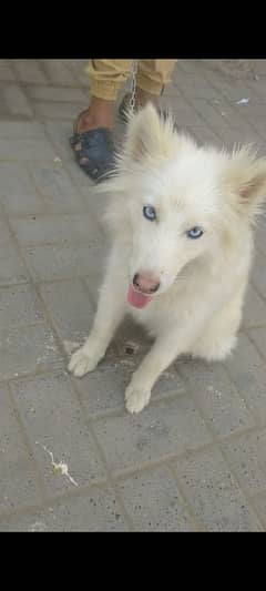 haski female Blue eyes 3 month