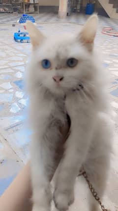 persion cat oda eyes age 3 month more detail 03160901138 whataspp