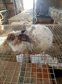 Angora Rabbit