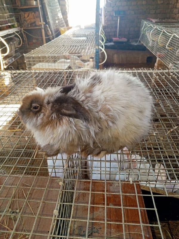 Angora Rabbit 0