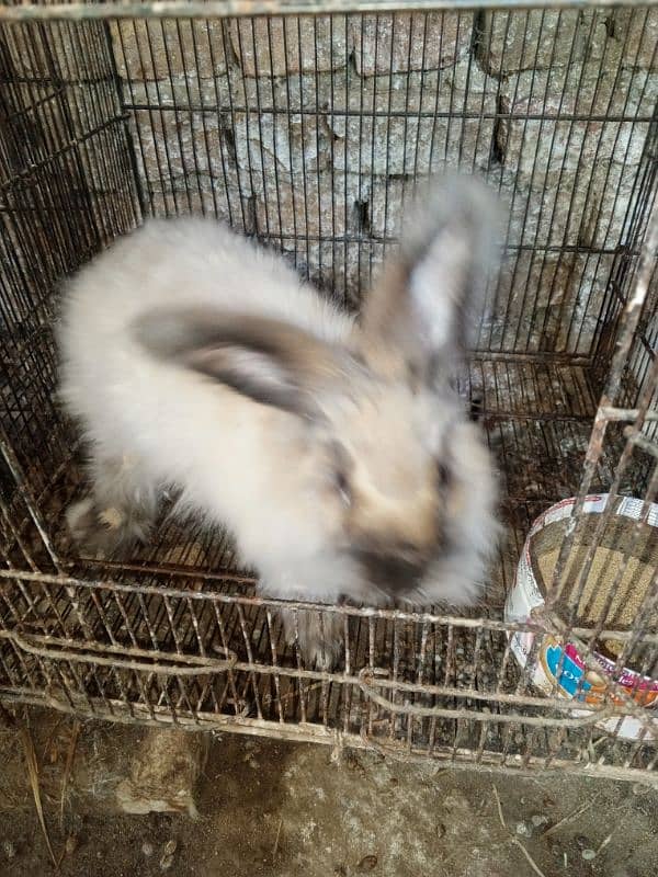 Angora Rabbit 1