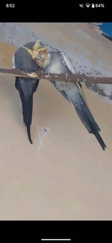 Cockatiel breeder pair, finch pair 1